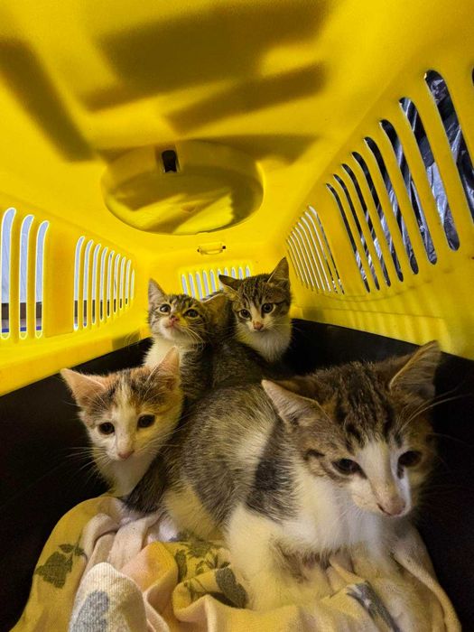 Котета на 2-3 мес. в София