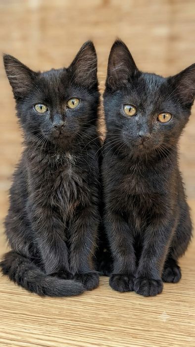 Отдам котят в добрые руки