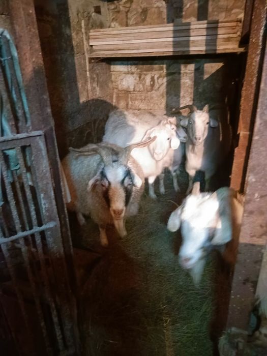 Продам стадо коз