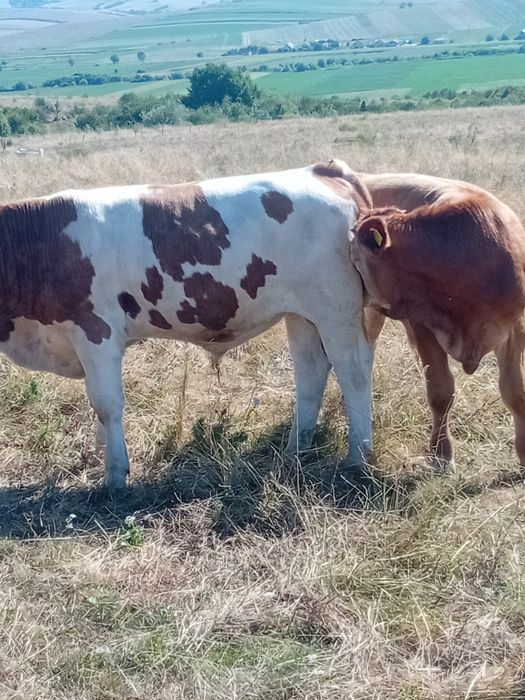 Viței de vanzare