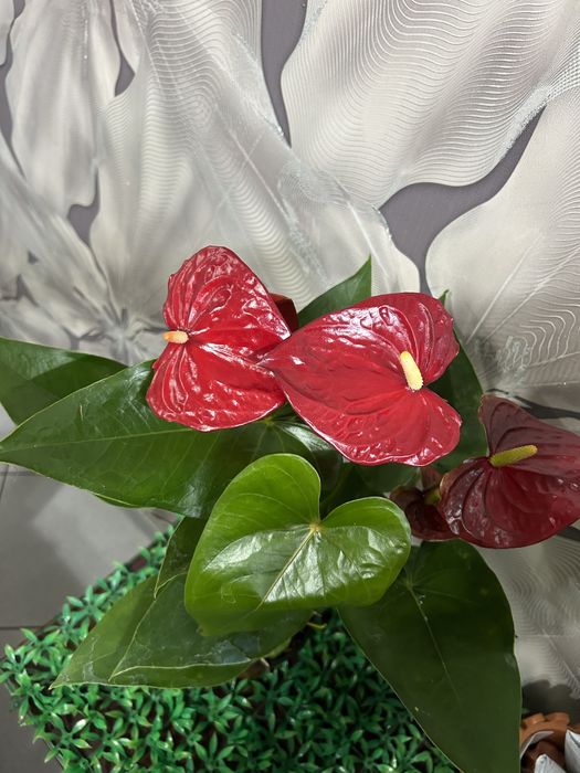 Комнатные  цветы на 8 марта