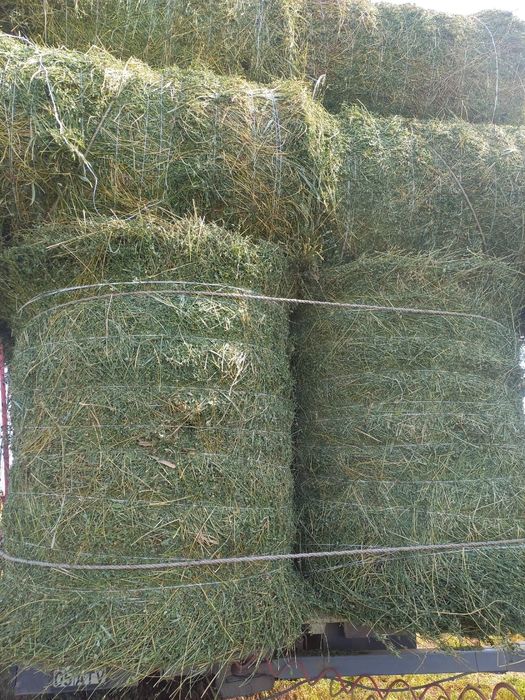 Сено жоношка урлон жоношка люцерна