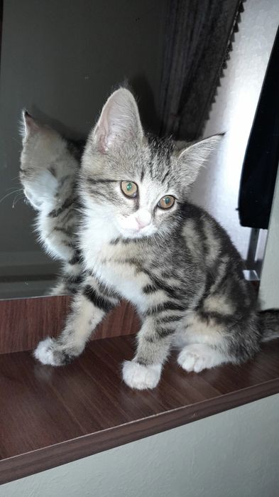 3oyli mushu sotiladi