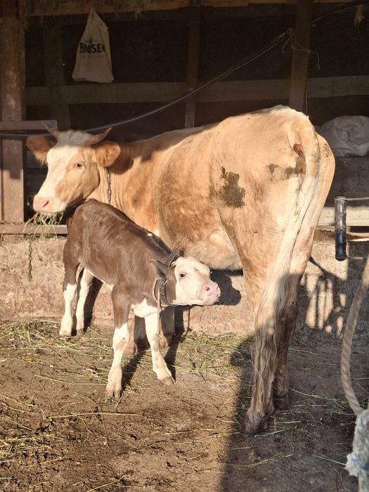 Junica de vanzare cu vitica de 3 saptamani