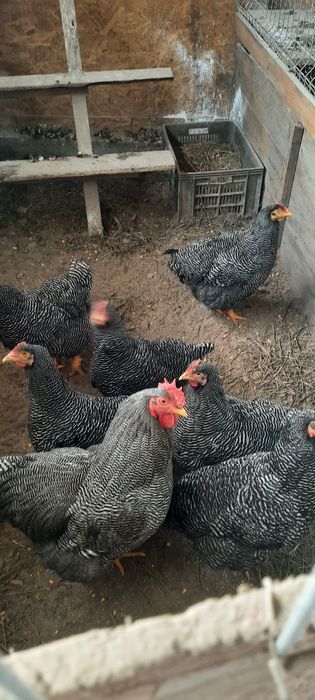 Disponibil fam 3+1 plymouth rock barat,paduana 2+1