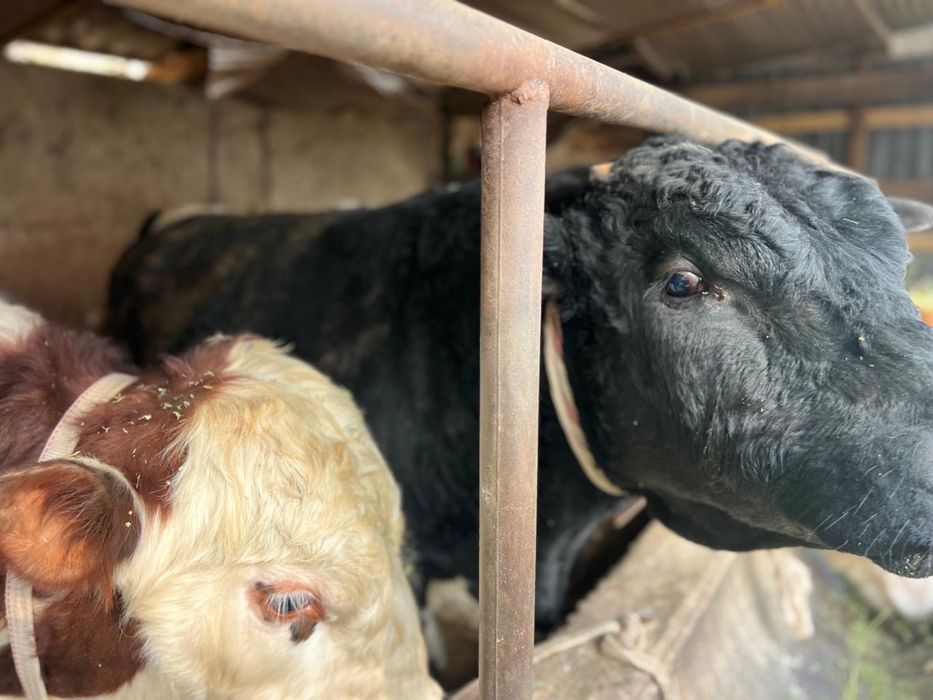 Пуха быки оптом 10 бас