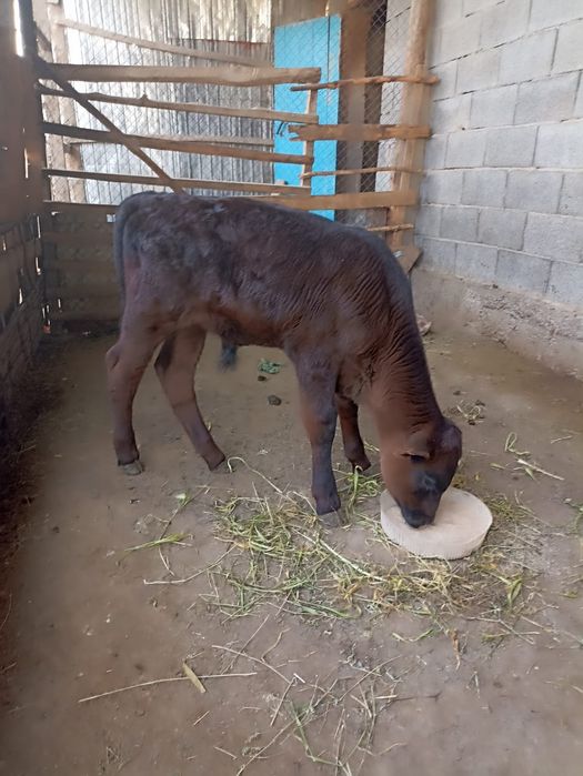 Продам / бұзау сатылады