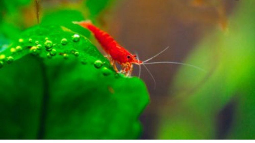 Креветка вишня Сотилади цвет красные  kizil