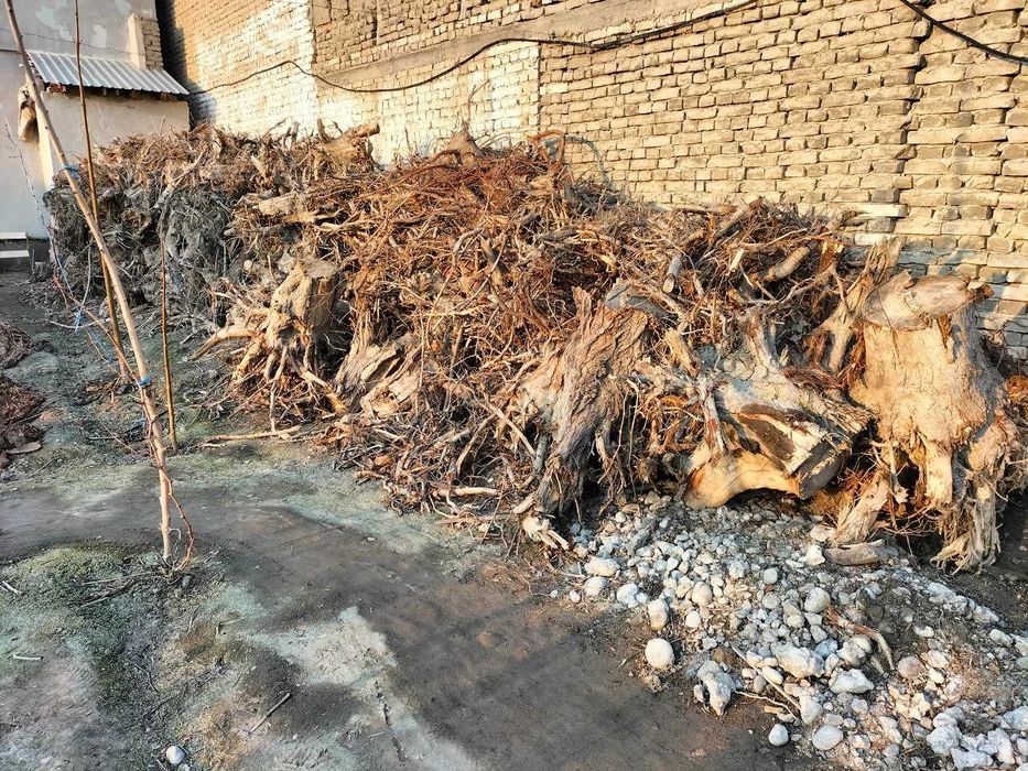 Oʻtin sotiladi quruq otin