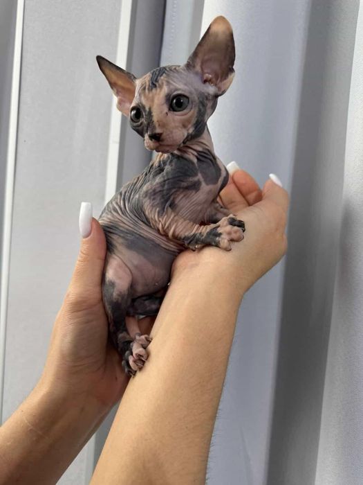 Продажа Сфинксов