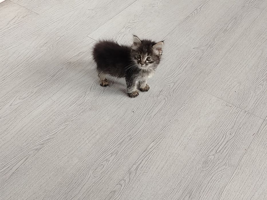 отдам котика в добрые руки