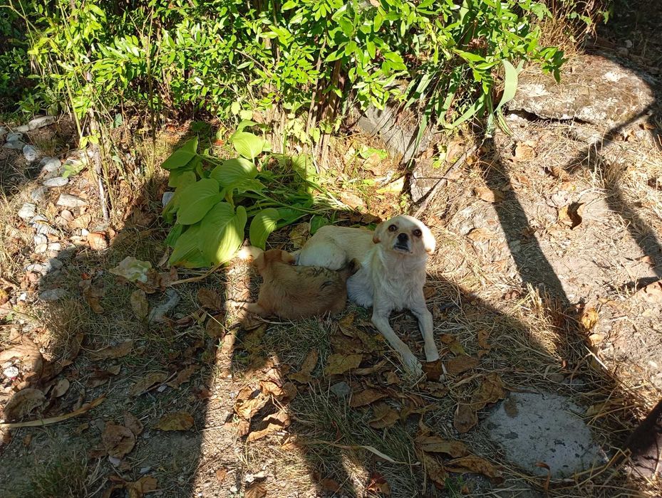 Căței adopție donatie