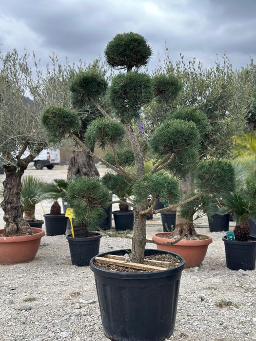 Tuia Leylandii -Perfecta pentru curtea ta .