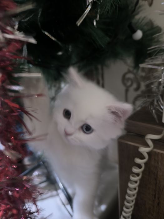 Подаётся котенокБританец