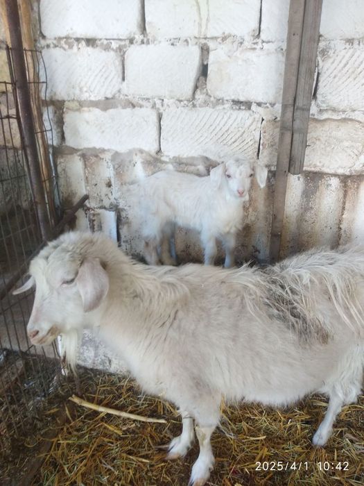 Продаются козы в городе Алмалык