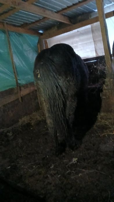 Mânjii de vânzare!