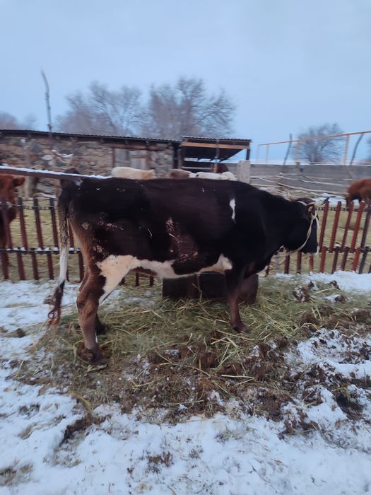 Сиыр сатылады. Корова