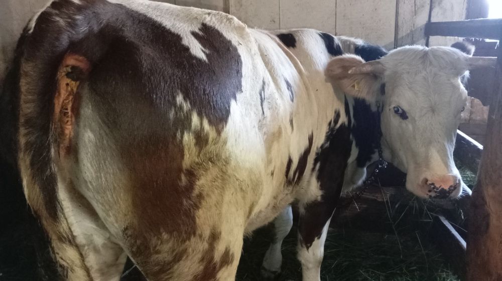 Vând juncă de 1 an jumătate