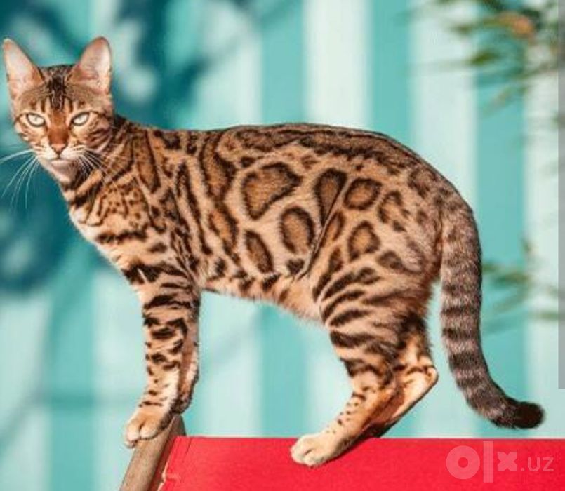 Продаётся кошка бенгал
