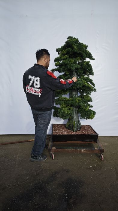 Дерево бансай япон дарахти Йасаб берамиз