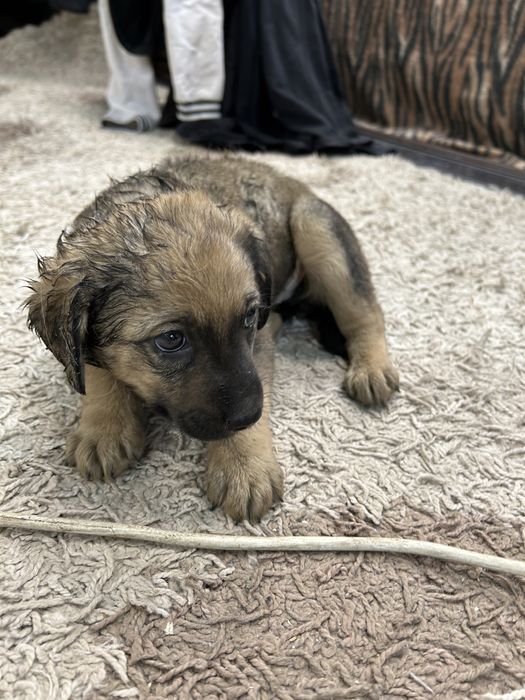 Отдам щинка