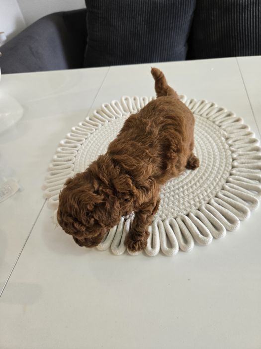 Пудел Тийкъп ,Пудел той Рооdle с родословие