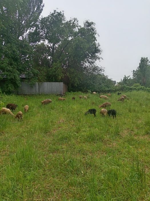 Продам баран с ягненком