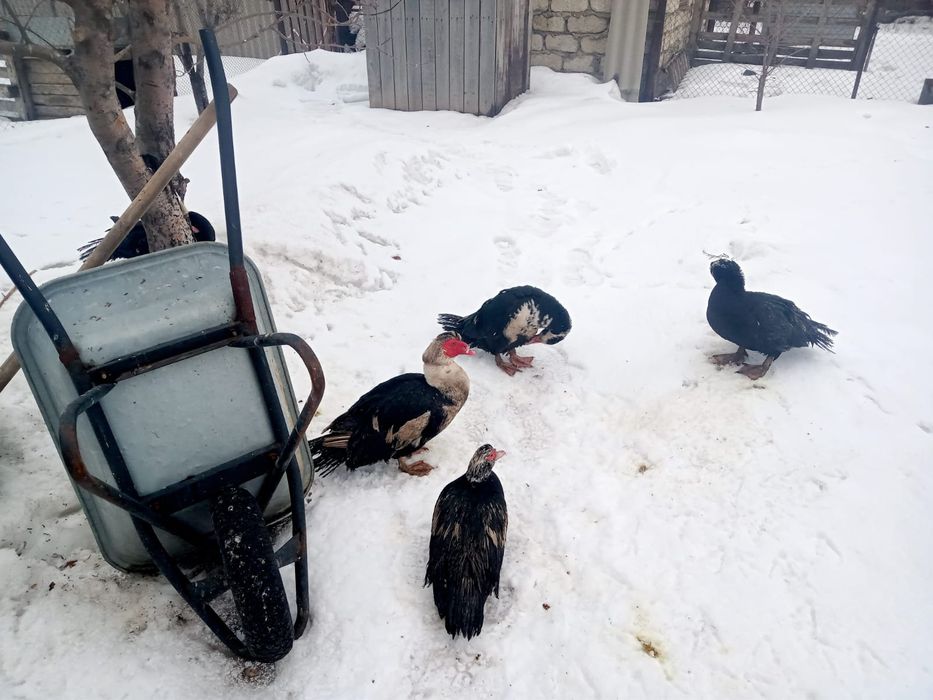 Ундаутки птица продам