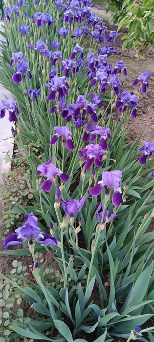 Продаю садовую рассаду