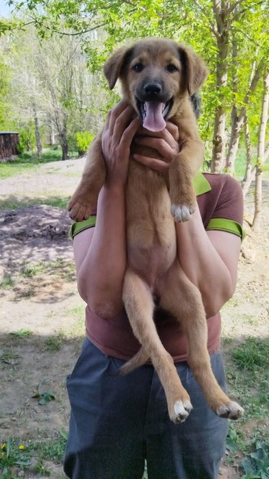 В добрые руки!!!