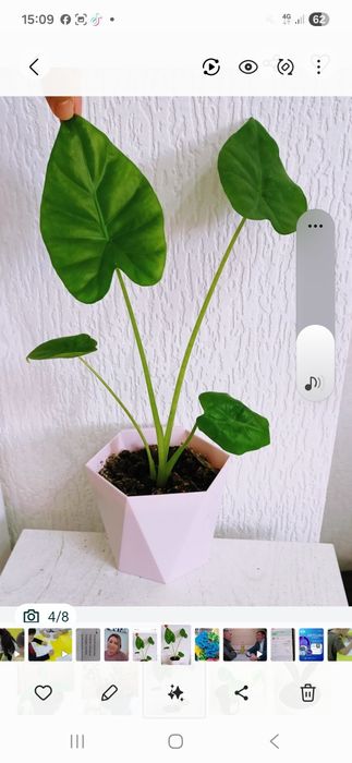 Распродажа цветов. 2000,  800