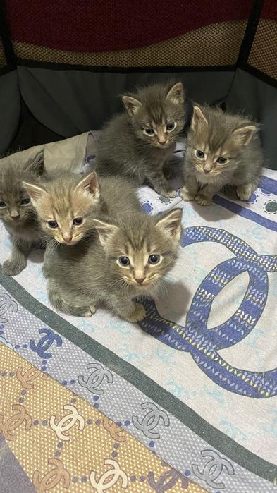Отдам котят в добрые руки