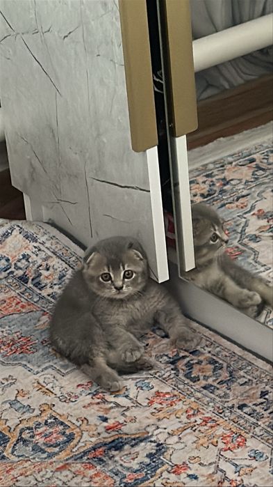 Котенок вислоухий