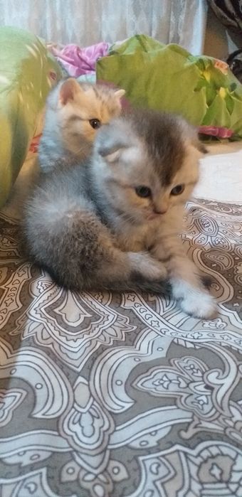 Продаются помпушки