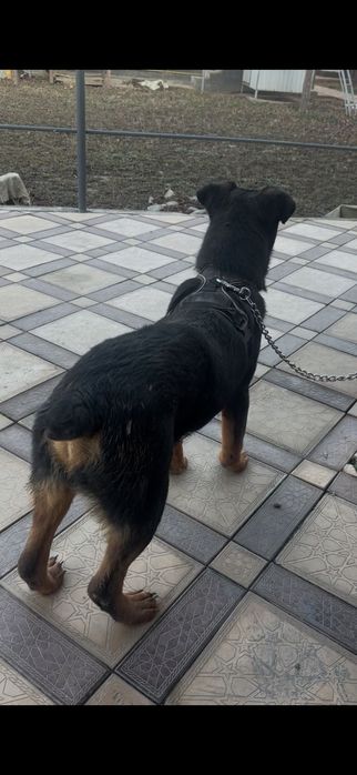 Ротвейлер кобель для вязки