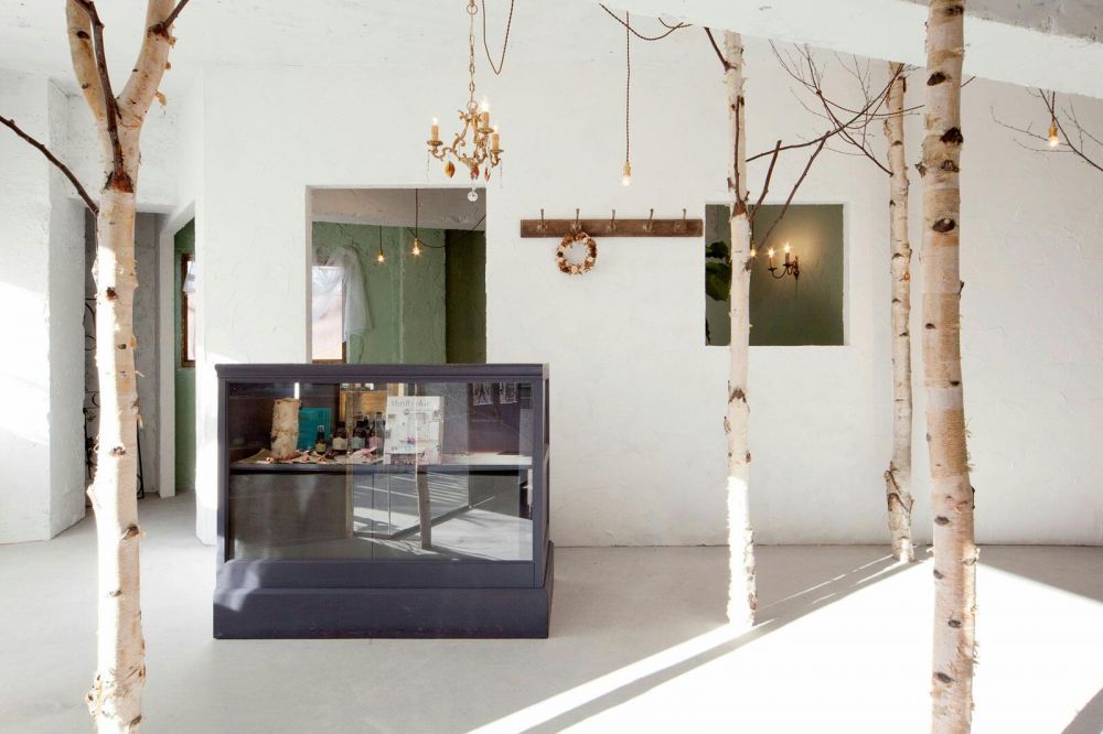 Mesteacan decorativ / busteni de mesteacan / lemn / trunchi
