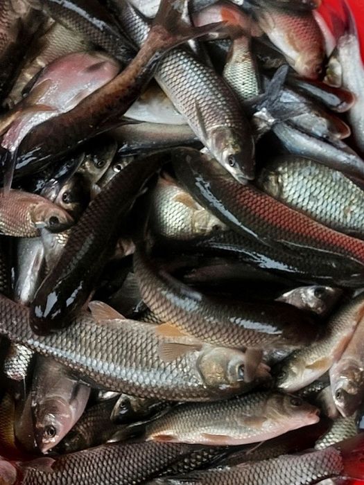 Sazan Amur urugʻlik baligʻlarimiz bor