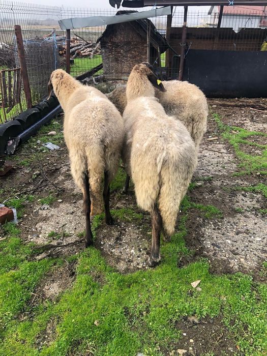 Vand  oi carabase sarbesti 1500