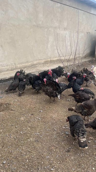 Үндіктің қораздары сатылады!