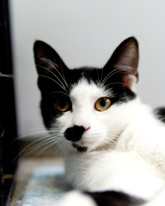 Кротката Кити на 8 месеца търси дом, кастрирана