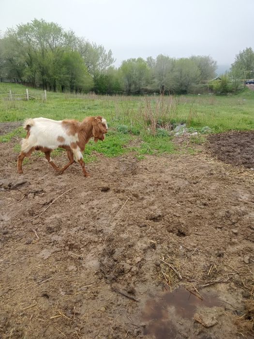 Продам Козлика камори