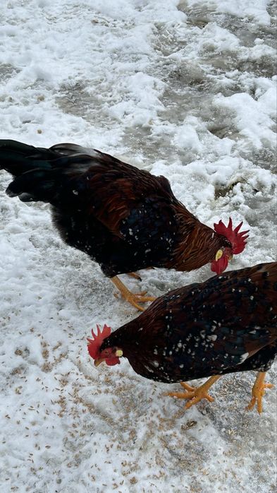 Млади петли порцелан