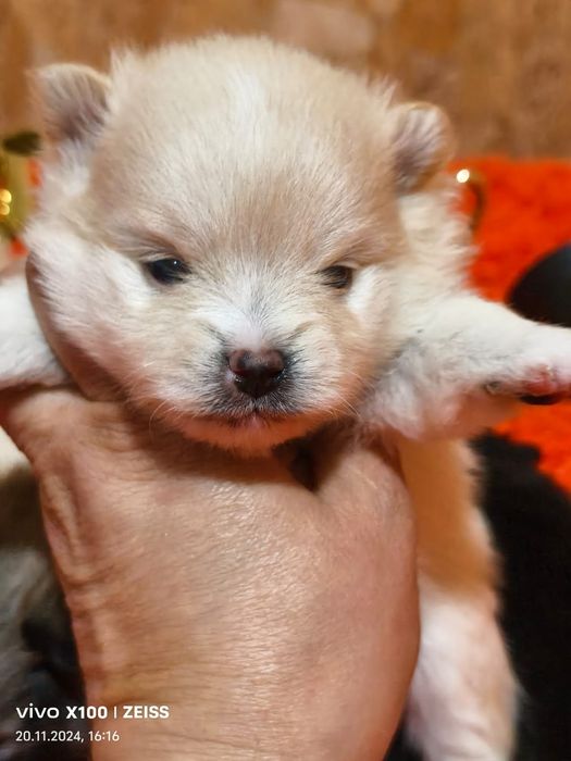 Очаровательные щенки шпица.