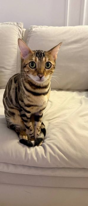 Bengal mushuk qiz bola