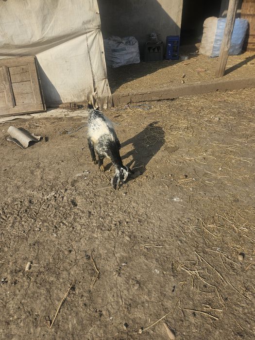 Capra Ango Nubian rasa pura,cu trei iezi
