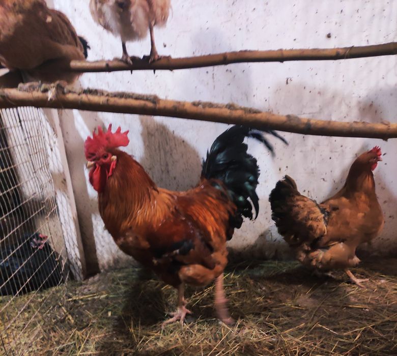 Цыплята порода кучинские