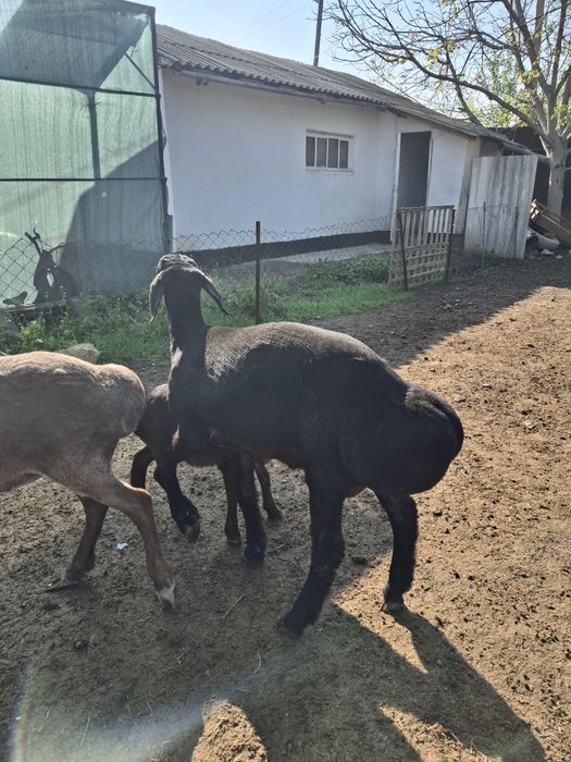 Қой гиссар, 8 айлық үлкен қошқар