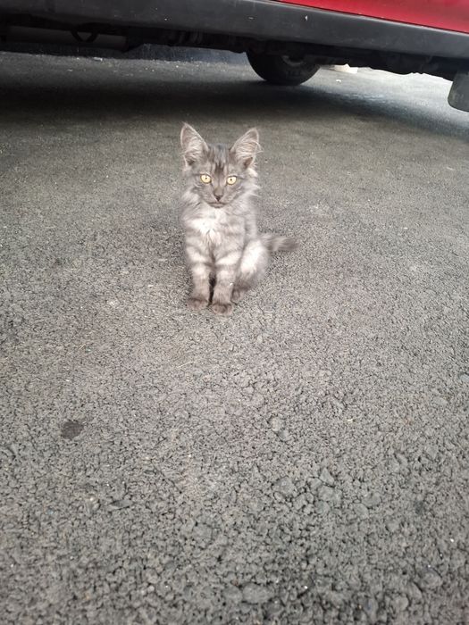 Котята бесплатно