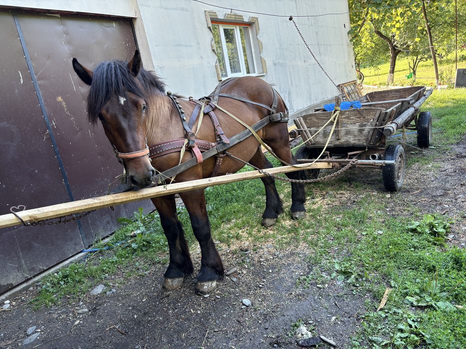 Schimb cu armasat sau iapa sarga