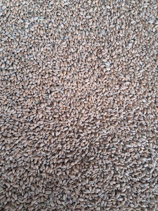 De vanzare grau productia 2026 avem 30tone